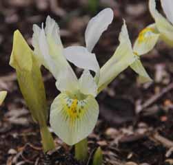 60-70 @5 #15 $5 %I. Z-L Iris Katharines Gold Prachtig, opvallend dwergirisje in een subtiele geelgroene kleur. In 2015 door W. van Lierop en Zn. B.V.