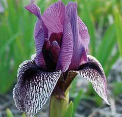 Iris (Regelio-cyclus groep) Dardanus Een waardevolle iris die is ontstaan uit een kruising van I. korolkowii Concolor en I. iberica. De paarse vlag heeft zachtlila nerven met een lila waas.