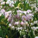 Een allium met een lange bloeitijd, van eind mei tot in augustus.