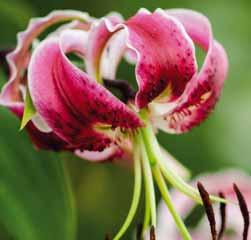 Lilium BEHOORT TOT DE FAMILIE DER LILIACEAE Bij benadering zijn er honderd species van het geslacht Lelie bekend. Het aantal cultivars groeit gestaag en loopt in de duizenden.