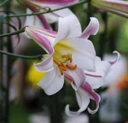 Lilium henryi Intro: 1889. De Ierse botanicus en dendrograaf Augustine Henry (1857-1930) introduceerde deze zacht geurende species. Herkomst: Ichange gorge (West-Hubei) en Guihoe in Centraal-China.