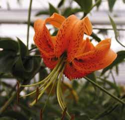 De bladeren die lancetvormig tot ovaal zijn, zijn in kransen geplaatst langs de forse 120-150 cm hoge bloemstengels. De knikkende paarse bloemen zijn op de kroonbladeren gemerkt met donkere vlekjes.