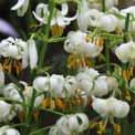 50 Hybriden van Lilium martagon en