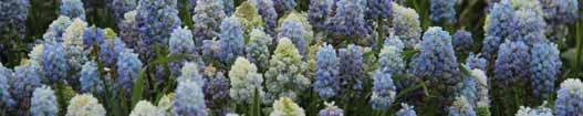 Blue Magic is een rijkbloeiende uniforme selectie, vroeg bloeiend. Prima toepasbaar voor verwildering en het aanplanten van grote vlakken. Bestelnr. 6554 25 st. 3.50 