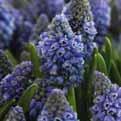 De laatste jaren is er een behoorlijke vernieuwing in het assortiment Muscari.