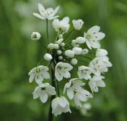 Allium cepa var. viviparum (Synoniem: A. proliferum) Nederlandse naam: Egyptische ui of boomui.