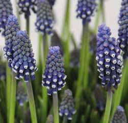 Muscari Night Eyes Intro 2019. Een nieuwe Muscari, uit handen van Van Woesik Veredeling. Ontstaan uit een samenzijn van Muscari neglectum en Muscari aucheri Blue Magic.