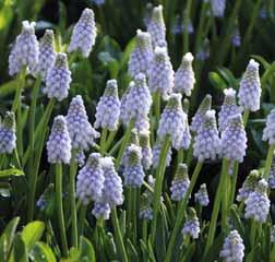 100 st. 15.00!20-25 @3-4 #5 $5 %6/7 Z-H Muscari Peppermint Geselecteerd door M. Philippo. Behoort tot de M. armeniacum, gezien de uiterlijke kenmerken en groeiwijze.