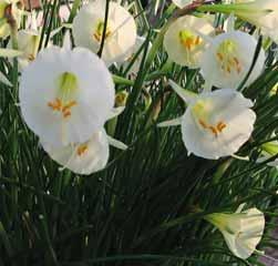 Narcissus Albus Plenus Odoratus Intro: 1590. Division 4. Reeds in 1590 ontving Carolus Clusius de eerste bolletjes van deze zacht geurende narcis.