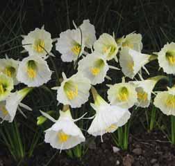 Narcissus bulbocodium Oxford Gold Intro: 1629. Division 10. Nederlandse naam: hoepelroknarcisje. Herkomst: Algerije, Marokko, Spanje, Portugal en het zuidwesten van Frankrijk.