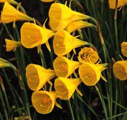 st. 11.25!30-40 @4-5 #10 $10-12 %12 Z-H Narcissus cantabricus Nylon Group (Synoniem: N. cantabricus Nylon ) Division 10. Een groep van niet geselecteerde nakomelingen ontstaan uit N. cantabricus var.