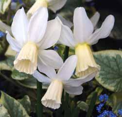 Narcissus Easter Born Division 4. Een schitterende dubbele witte narcis met een regelmatige bloemvorm en bovendien heerlijk geurend. Uit handen van Th.