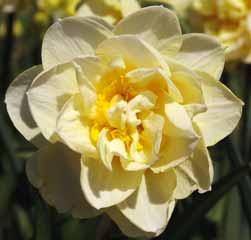 Meerdere stelen per bol en meerdere bloemen per steel, zeer bloemrijk en lang bloeiend. Bestelnr. 7347 10 st. 3.00 25 st. 7.00!20-25 @4 #10 $8-10 %6 Z-L Narcissus Manly Intro: 1972.