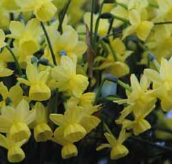 Lang bloeiend en heerlijk geurend. Bestelnr. 8609 5 st. 4.00 10 st. 7.50!45-50 @4-5 #10 $12-15 %14 Z-H Narcissus More and More Division 7.