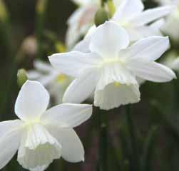 Narcissus moschatus (Synoniem: N. pseudonarcissus subsp. moschatus) Intro: rond 1700. Division 13.