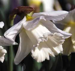 Dit narcisje is al meer dan 300 jaar in cultuur, en komt voor in de Aragonese Pyreneeën. Gracieus hangende witte bloemen op 30 cm hoge steeltjes. Bestelnr. 1584 3 st. 3.75 5 st. 6.00!30 @3-4 #10 $12-15 %I.