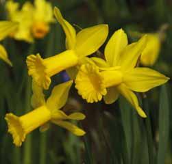 Narcissus x odorus Intro: 1601. Division 13. Een spontane in de natuur ontstane kruising tussen N. jonquilla en N. pseudonarcissus.