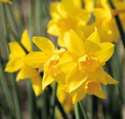 De heerlijk geurende gele bloemen lijken net roosjes. Bijzonder geschikt voor verwildering. Bestelnr. 1523 10 st. 3.50 25 st. 8.00 100 st. 30.00!30-40 @4-5 #10 $10 %12 Z-S Narcissus Peeping Tom Intro: voor 1948.