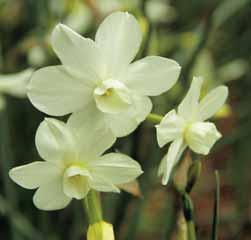 Narcissus Petrel Intro: 1970. Division 5. Door G.E. Mitsch 1970 (Grant Mitsch Novelty Daffodils, Canby, Oregon, U.S.A.). Een Triandrus-type, met gewoonlijk twee of meer hangende bloempjes per steel.