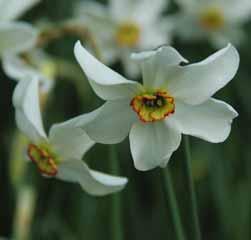 11.00!40 @4 #15 $12-15 %14 Z-H Narcissus poeticus var. recurvus (Syn.: N. Jean(n)ette Blanche en N. Pheasant s Eye ) Intro: voor 1600. Division 13.