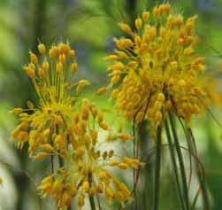 Allium fistulosum Reeds in 1753 wordt deze stengelui, ook wel grove bieslook, beschreven. Tientallen smakelijke bloemetjes vormen een kogelronde bloeiwijze met een witgele kleur.