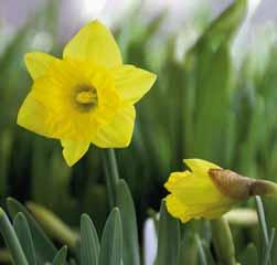 Narcissus Prom Dance Division 11. Elk bloemsteeltje draagt vier tot vijf heerlijk geurende bloemen. Het gespleten goudgele cupje wordt omsloten door mooi contrasterende botergele bloemblaadjes.