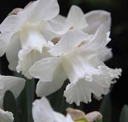 Narcissus Queen Juliana Division 1. Een voor 1949 geregistreerde witte trompetnarcis, veel eerder dan 1948 zou het niet kunnen zijn i.v.m. de kroning van onze toenmalige koningin.