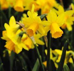 Narcissus Tête-à-Tête Al voor 1949 werd dit narcisje door de Engelsman Alec Gray aangetroffen. Division 12.