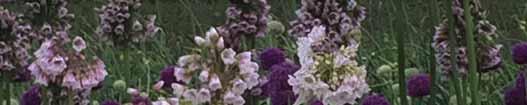 bulgaricum (Synoniemen: Allium bulgaricum, A. dioscoridis en A. siculum) Intro: 1873. Herkomst: Zuid-Frankrijk, Sicilië, Sardinië, Zuid-Italië, Noord-Irak, Zuidoost-Turkije en West-Iran.
