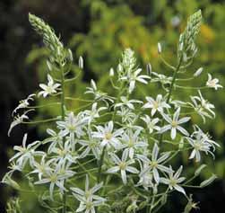 De bloemsteel is voorzien van een aarvormige bloeiwijze met tien tot twintig knikkende (nutans), klokvormige en 2 tot 3 cm lange witte bloemen met een groene buitenkant.