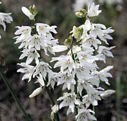 50-60 @4-5 #15 $10 %12 Z-H Ornithogalum umbellatum Intro: 1594. Gewone vogelmelk, plaatselijk: snottebellen. Herkomst: grote delen van Europa, Noord- Afrika, Turkije, Syrië, Libanon en Israël.