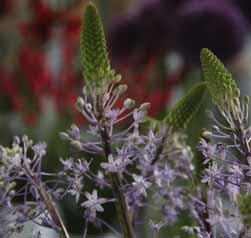Het slechts 15 cm hoge bloemsteeltje, omgeven door donkergroene smalle bladeren, torst vijftien tot wel zeventig stervormige zachtlila tot lavendelblauwe bloemetjes die dicht bijéén geplaatst staan