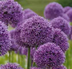 Laatstgenoemde viel op door de zeer grote glanzende bladeren en buitengewoon grote asterviolet gekleurde bloem (doorsnede tot 25 cm). De bloeitijd is vanaf begin juni en houdt langdurig aan.