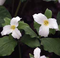 Er zijn meerdere klonen in omloop, de één nog mooier dan de ander. Dit is wel een hele mooie! Behoort tot de trilliums waarbij de bloemen aan een bloemstengel boven het blad zitten. Bestelnr. 8233 p.