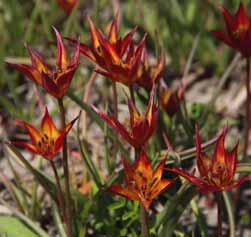 Tulipa albertii Intro 1877. Herkomst: Centraal-Azië rond het Tien Shan-gebergte. Vernoemd naar Dr. Albert von Regel, arts en bekend verzamelaar van tulpen.