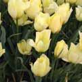 verwilderen in gras. Tulipa batalinii Bright Gem Bestelnr. 8635 10 st. 2.50 25 st. 6.