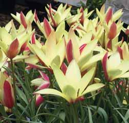 Tulipa clusiana Intro: 1802. Lady Tulip, Candy Tulip of Snoepgoedtulp. Herkomst: Noordoost-Afghanistan en de Kashmir, op sommige plaatsen verwilderd, Zuid-Frankrijk en Griekse eilanden.
