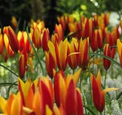 25 @4-5 #5 $5 %6 Z-L Tulipa clusiana var. chrysantha Tubergen s Gem Intro: 1969. Deze hogere selectie behaalde vele getuigschriften o.a. op de Floriade Amsterdam 1972.