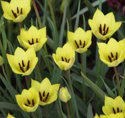 Tulipa greigii Een grootbloemige, variabele species uit de bergen van Tian Shan, de vallei van de Syr Dar ya Rivier en het land tussen het Aralmeer en de Kaspische zee.