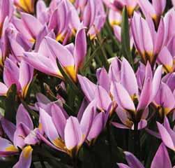 Magentaroze bloemen met een bronsgroene vlam op de buitenste bloemblaadjes. Het hartje is kanariegeel.