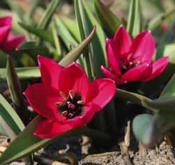 Z-L Tulipa humilis Violacea Black Base Het is de grootstbloemige en vroegstbloeiende van de T. humilis. De bloemkleur is purperviolet en het onderste gedeelte van de buitenste bloemblaadjes heeft een zweem van groen.