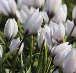 15-20 @3-4 #5 $5 %6 Z-L Tulipa iliensis (Synoniemen: T. dykesiana en T. hoeltzeri) Intro: 1879.