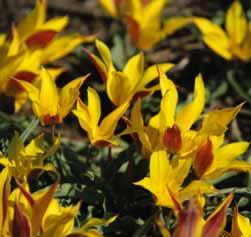 Tulipa ingens Herkomst: Centraal-Azië (Pamir-Alai, Zeravshan). Verzameld door Paul Graeber in 1901. Opmerkelijk is de ca. 40 cm hoge roodachtig gekleurde bloemsteel.