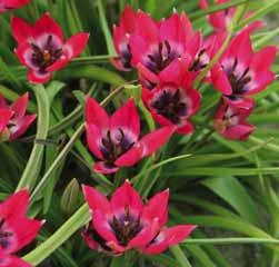 Tulipa lanata In 1883 verzamelde zoon Albert deze species in het Pamir Alai gebergte, zijn vader, Eduard Regel, beschreef T. lanata een jaar later.