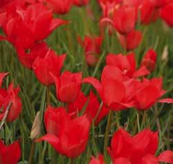 40 @4-5 #10 $10 %I. Z Tulipa linifolia Herkomst: Tadzjikistan hoog in de bergen, zeer variabel maar wel allen rood.