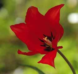 Het schitterende scharlakenrode bloempje, met spitse bloemblaadjes, verkleurt iets lichter naar de rand en is voorzien van een paarszwart hart met grijsgroene helmknoppen.