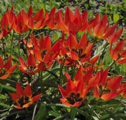 10 @4-5 #5 $6-8 %6 Z-L Tulipa Liz de Velours T. acuminata x T. eichleri, in voorgaande jaren aangeboden onder de naam: Tulipa Velvet Lily.