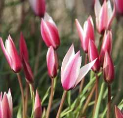 Tulipa Peppermintstick Een op het Snoepgoedtulpje gelijkende cultivar uit 1998. Ceriserode bloemen met een witte rand.