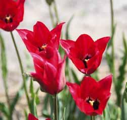 25 @4-5 #5 $6-8 %6 Z Tulipa planifolia Een forse Neo-tulipae, soms wel tot 60 cm hoog. Voor het eerst in 1858 beschreven en aangetroffen in de buurt van St.