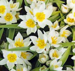 50-60 @5 #10 $10-12 %I. Z-L Tulipa polychroma (Synoniem: T. biflora var. grandiflora) Intro: 1885. Herkomst: Noord-Iran en het noordwesten van Afghanistan.